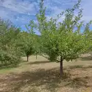 Zala megye - Balatongyörök