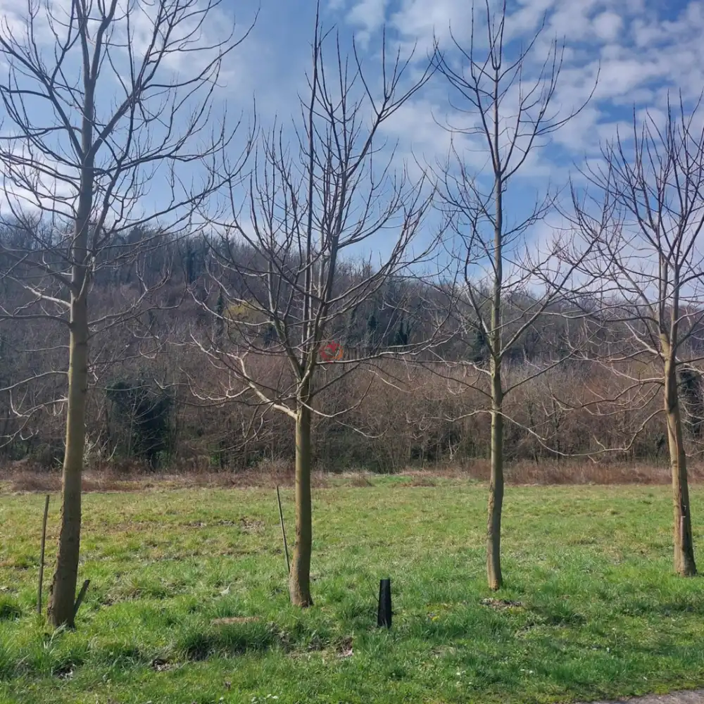 Veszprém megye - Lesencefalu