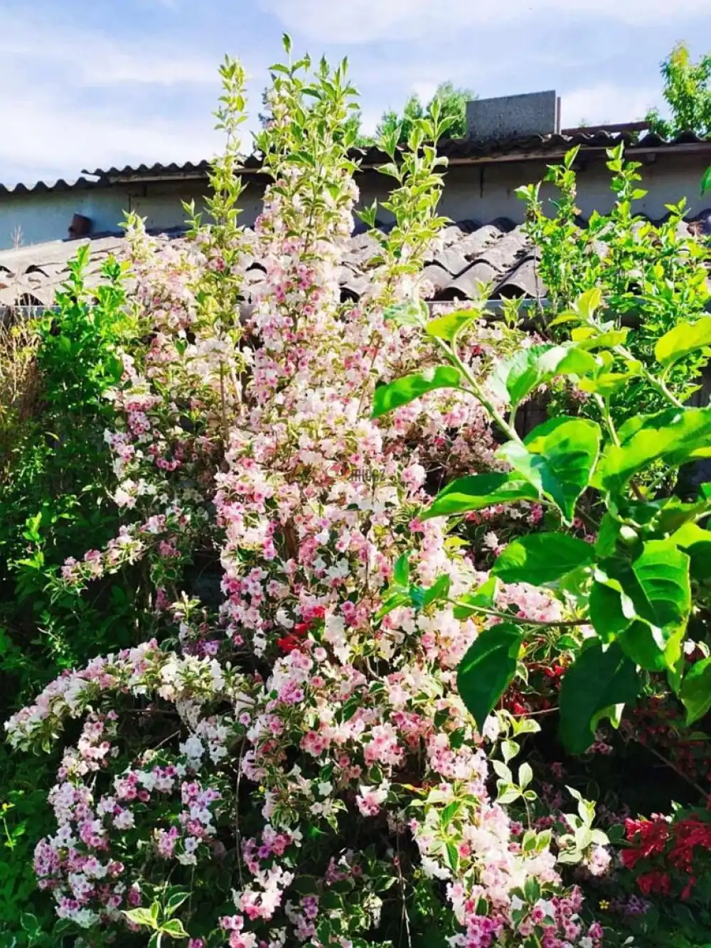 Zala megye - Keszthely